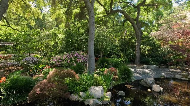 footage of a gorgeous spring landscape with a pond, lush green trees and flowers at Descanso Gardens La Ca&ntilde;ada Flintridge California USA