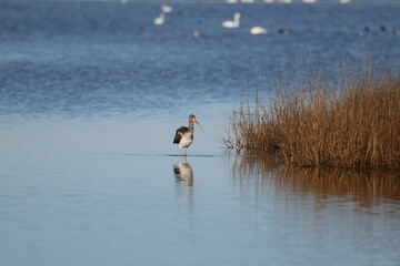 Bird on water