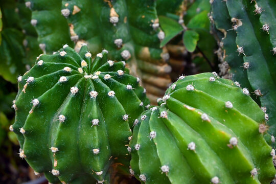 KACTUS VERDE ESPINA ESPINOSO