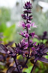 PLANTA ALBAHACA MORADA FLOR DE ALBAHACA