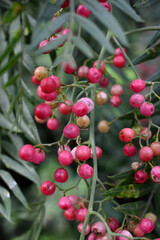 ÁRBOL DE PIMIENTO ROSADO FRUTO CONDIMENTO MEDICINAL 