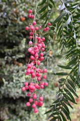 ÁRBOL DE PIMIENTO ROSADO FRUTO CONDIMENTO MEDICINAL 