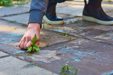 A woman's hand pulls weeds out of the yard concrete slabs