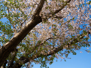 散り始めた公園の桜