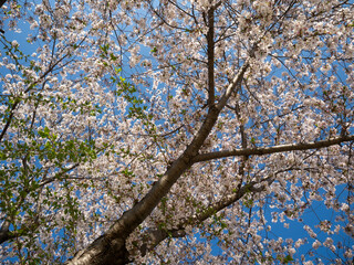 散り始めた公園の桜