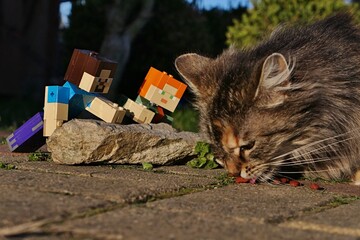 Fototapeta premium LEGO Minecraft figures of Steve and Alex feeding cute fluffy tabby crossbreed female cat with granules, observing her from behind the flat stone. 