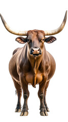 Fototapeta premium Isolated Portrait Of A Bull Showing Horns And Fur Against Transparent Background