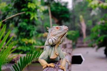 Green Iguana or iguana iguana or american iguana is a species of herbivorous lizard that has a large body.