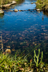 Clear Waters: The Transparency and Tranquility of a Natural Stream