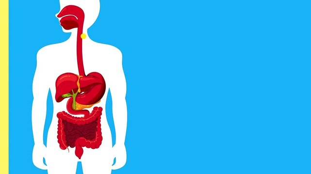 The journey of food through human digestive system video in blue background. Process of digesting food in the human digestive organs. Cartoon video for kids education, science, or biology. HD Video. 