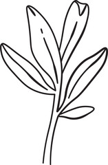 Minimalist Peony Leaf Drawing