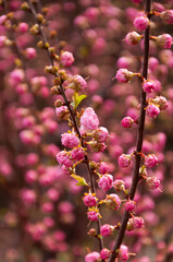 Selective focus of beautiful branches of pink flowers on the tree, Nature floral background.