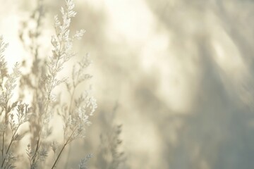 Soft-focus, light-filled image of frosted grass.  Gentle sunlight casts soft shadows