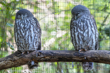 Captive Australian Barking Owls in Australian Zoo