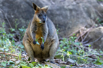 Australian Swamp Wallaby feeding on gum leaves