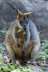 Australian Swamp Wallaby feeding on gum leaves