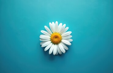 Isolated chamomile flower white petals on blue background. Minimalist photo, top view. Daisy blossom, spring bloom. Nature, beauty, herbal medicine, wellness, spa, aromatherapy concept.