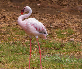 Beautiful Pink Flemingo at Hawaii Zoo