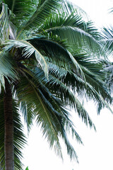 Fototapeta premium Lush palms sway gently against a bright sky, capturing the serene beauty of a tropical paradise.