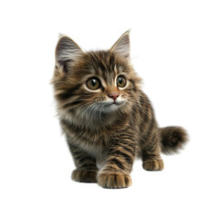 Adorable Tabby Kitten Looking Upward