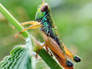 Miramella Grasshopper close up. Miramella Grasshopper living in nature. Miramella Grasshopper on blur background 
