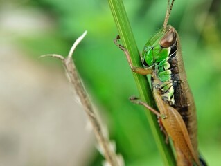 Miramella Grasshopper close up. Miramella Grasshopper living in nature. Miramella Grasshopper on blur background 
