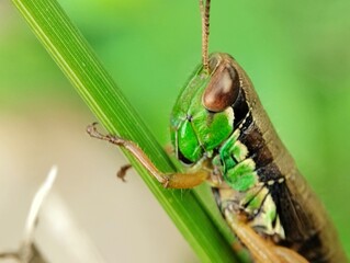Miramella Grasshopper close up. Miramella Grasshopper living in nature. Miramella Grasshopper on blur background 
