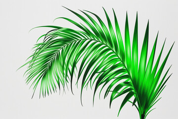 Obraz premium Palm tree leaves isolated on white