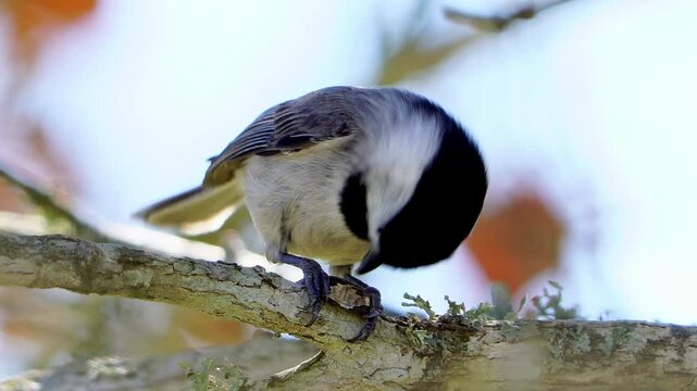 Macro Close-Up: Carolina Chickadee Cracking Sunflower Seed