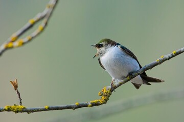 Violet green swallow calling out.