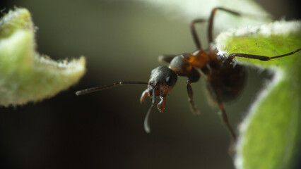 Red ant (Formica rufa) Formica rossa