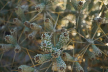 Cholla Cactus Close-Ups. Macro view of cholla cactus segments with sharp golden spines under desert sunlight.