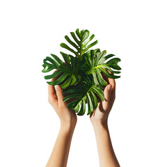World Environment Day plant in hands, soft shadows, top-down view, isolated on white background