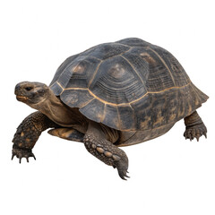 Obraz premium Majestic Tortoise Slow and Steady, Full Shell Visible, Isolated Image