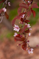 Pink blossoms in full bloom on fruit tree in the spring garden