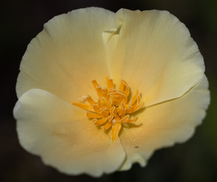 Pale Yellow Variation of California Poppy