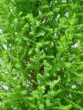 green moss background, Vibrant green foliage detail &ndash; Detalle de follaje verde vibrante