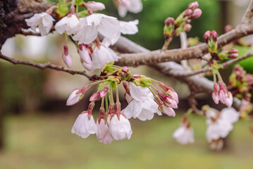 ソメイヨシノ桜1ー79