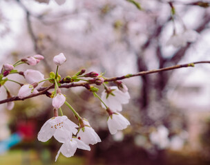 ソメイヨシノ桜1ー71