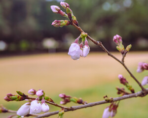 ソメイヨシノ桜1ー61