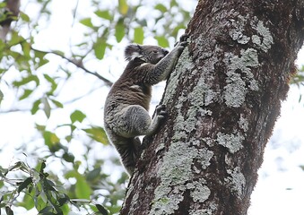 Obraz premium Koala Climbing Tree, Forest Scene