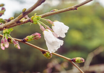 ソメイヨシノ桜1ー57