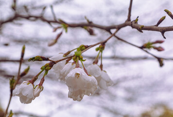 ソメイヨシノ桜1ー56