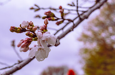 ソメイヨシノ桜1ー40