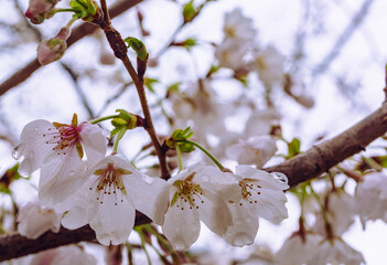 ソメイヨシノ桜1ー32