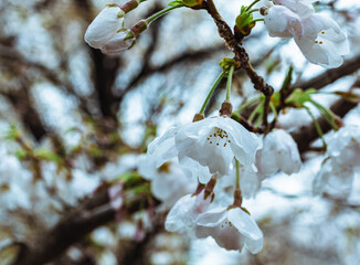 ソメイヨシノ桜1ー34