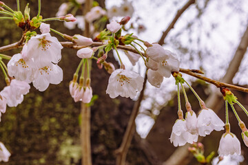 ソメイヨシノ桜1ー23