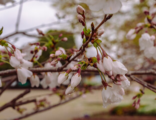 ソメイヨシノ桜1ー14