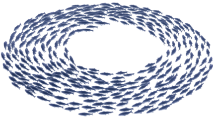 School Of Fish Swimming In A Circle Shape On A Transparent Background Illustration