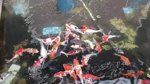 Koi fish swimming in a pond